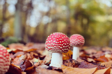 The white spotted red mushroom 'fly agaric' during the autumn months