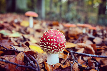 The white spotted red mushroom 'fly agaric' during the autumn months
