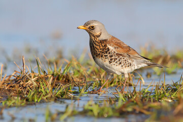 Fieldfare. Bird thrush. Turdus pilaris