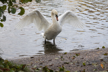 cygne