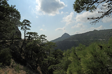 Forêt de pins de Calabre (Pinus brutia) dans le massif du Thrypti près du village d'Orino à Iérapétra en Crète
