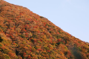湯布院の紅葉