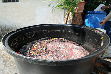 Vendanges au village d'Orino à Iérapétra en Crète