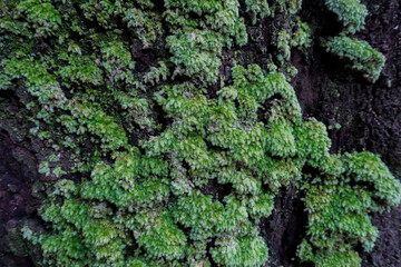 Close up the moss attached to the old wood tree in the mountain with humid weather in winter season up in the hill with natural and environmental concept