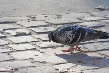 Hungry pigeon on the street in sunny day