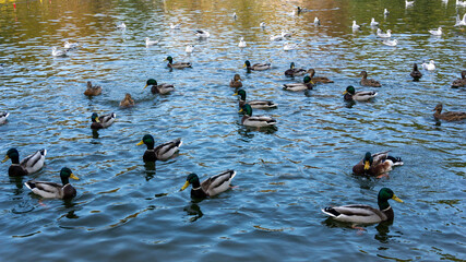 Beautiful ducks swim on the lake in autumn