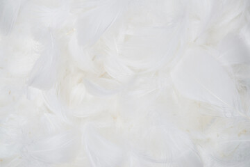 White  soft feathers background.