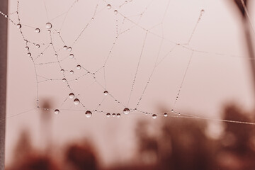  little soft water drops on a spider web on an autumn day close-up outdoors