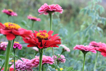 Obraz na płótnie Canvas Red zinnia flower in the garden