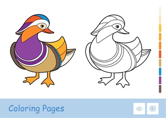 Colorful template and colorless contour image of mandarin duck isolated on white background. Wild birds preschool kids coloring book illustrations and developmental activity