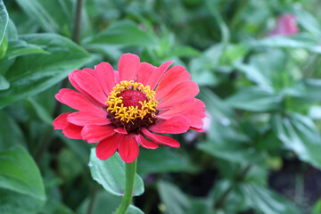 Red zinnia flower in the garden