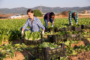Smiling woman engaged in gardening holding crate full of fresh organic chard on farm field
