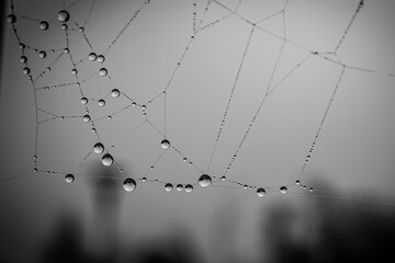  little soft water drops on a spider web on an autumn day close-up outdoors