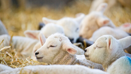 New born Lleyn lamb at lambing time