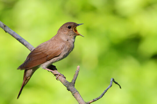 Thrush nightingale. Singing bird in spring. Luscinia luscinia