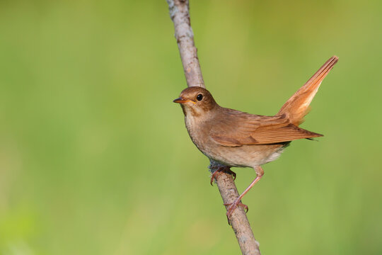 Thrush nightingale. Bird in spring. Luscinia luscinia