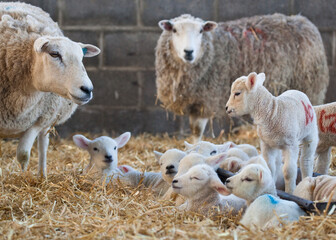 Ewes and lambs on a farm at lambing time in spring © A Linscott