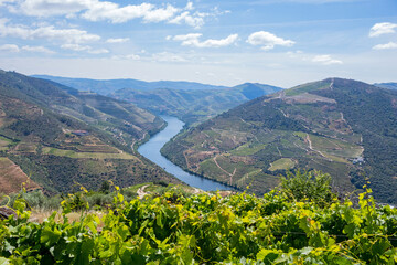 Obraz premium Douro Valley landscape