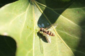 Macro shot of a Episyrphus balteatus a species of hoverfly sitting on a flower