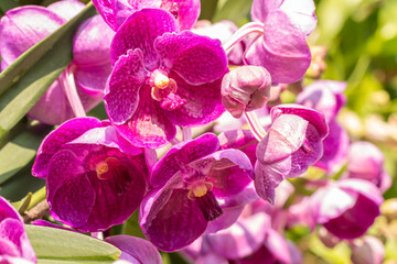 Fototapeta na wymiar Pink orchids, Vanda.