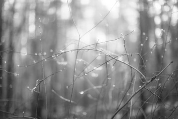 water drops on a tree