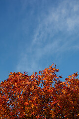 Reddish autumn leaves on a tree in Valdebebas Forest Park. Spain