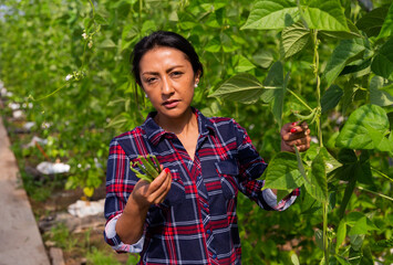 Female latino farmer puts ripe beans in plastic box for sale in the market