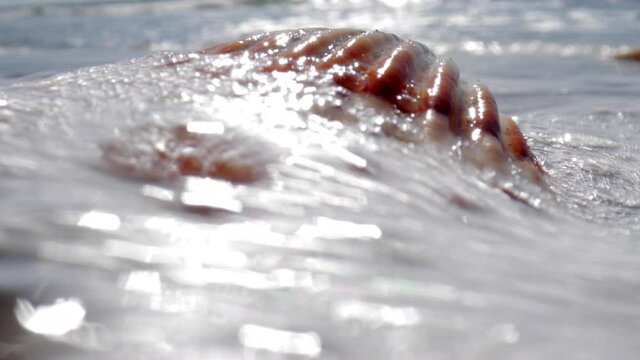 Close up footage of sea shell on beach