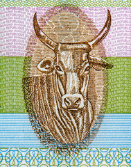 Cattle, Portrait from Burundi 1000 Francs 2009 Banknotes.