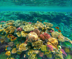 Underwater world. Coral fishes of Red sea.
