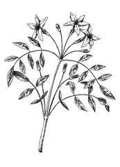 Hand sketched Jasmine botanical illustration with leaves and flowers. Common Jasmine - hand-drawn flowering plant in engraved style. 