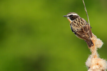Whinchat. Bird in spring, adult male. Saxicola rubetra