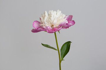 Beautiful white-pink peony flower isolated on gray background.