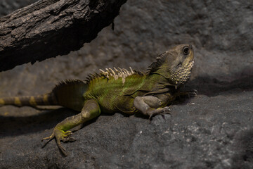 The green iguana sits on a stone