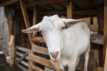 White goat stays in the pen on the farm