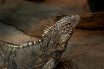 Iguana close-up on a dark background