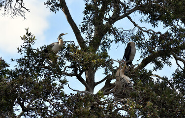 Family of darters in a nest 