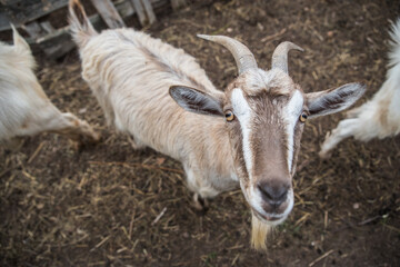 White goat stays in the pen on the farm