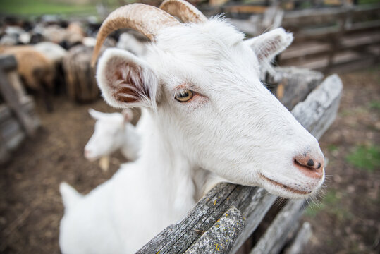 White goat stays in the pen on the farm