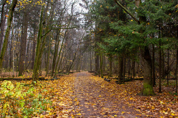 path in autumn forest