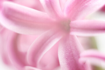 Obraz na płótnie Canvas Blurred flower background
