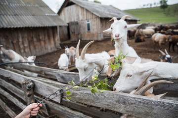 Goats eat leaves of tree in the pen on the farm