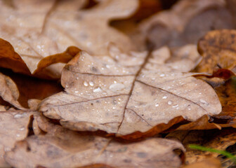 close up of a oak leaf