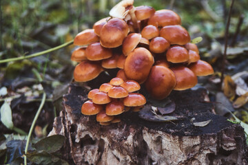 Wild mushrooms growing in the autumn forest 
