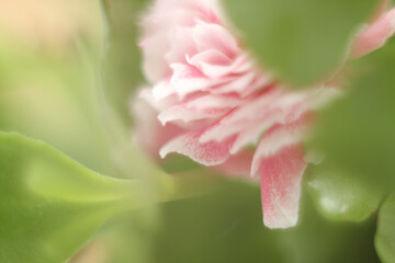 Blurred flower background