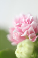 Blurred flower background