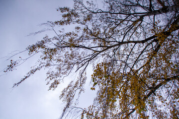 Birch branches against sky