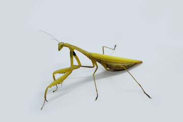 Giant Asian Yellow Praying Mantis (Hierodula membranacea) isolated on white background.