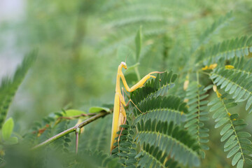 golden pray mantis perched on branch