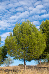 Pino mediterraneo en otoño